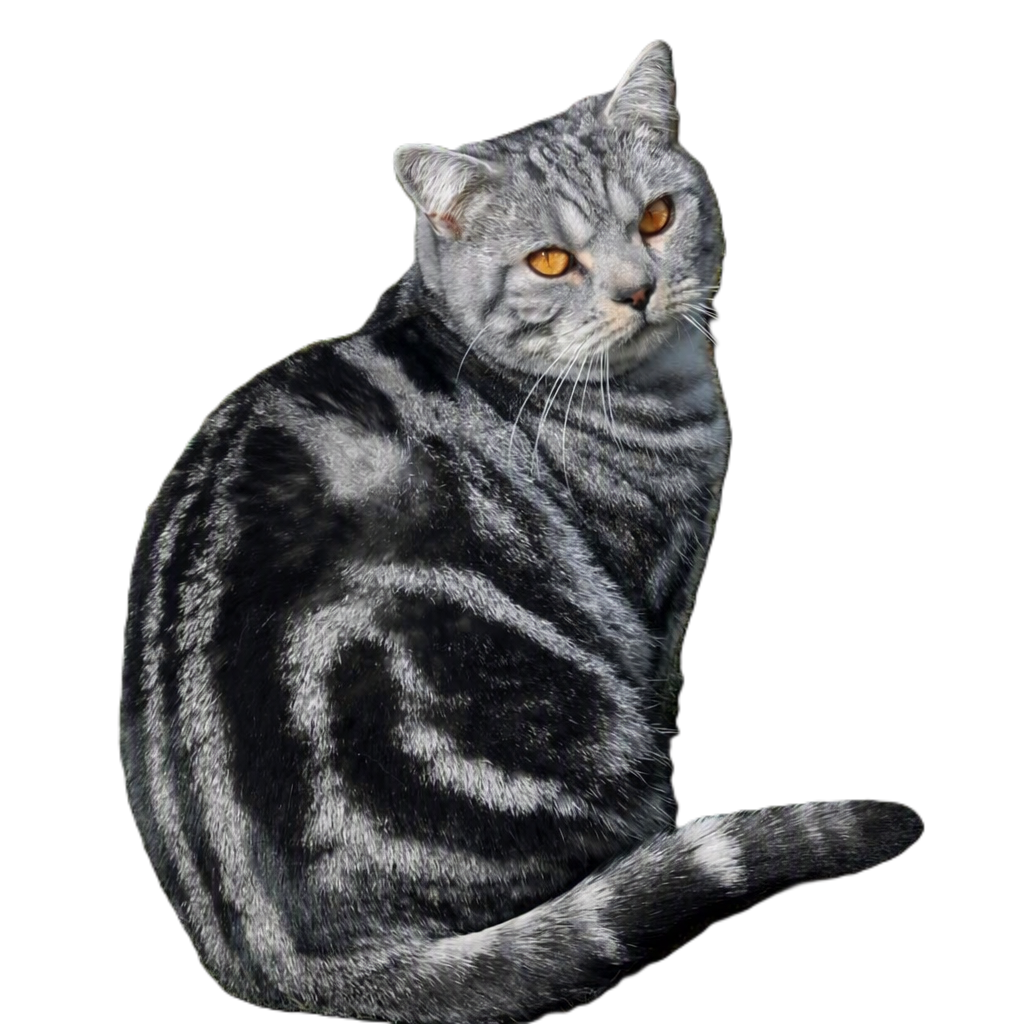 Sortsølvtabby (BSH ns 22 62)