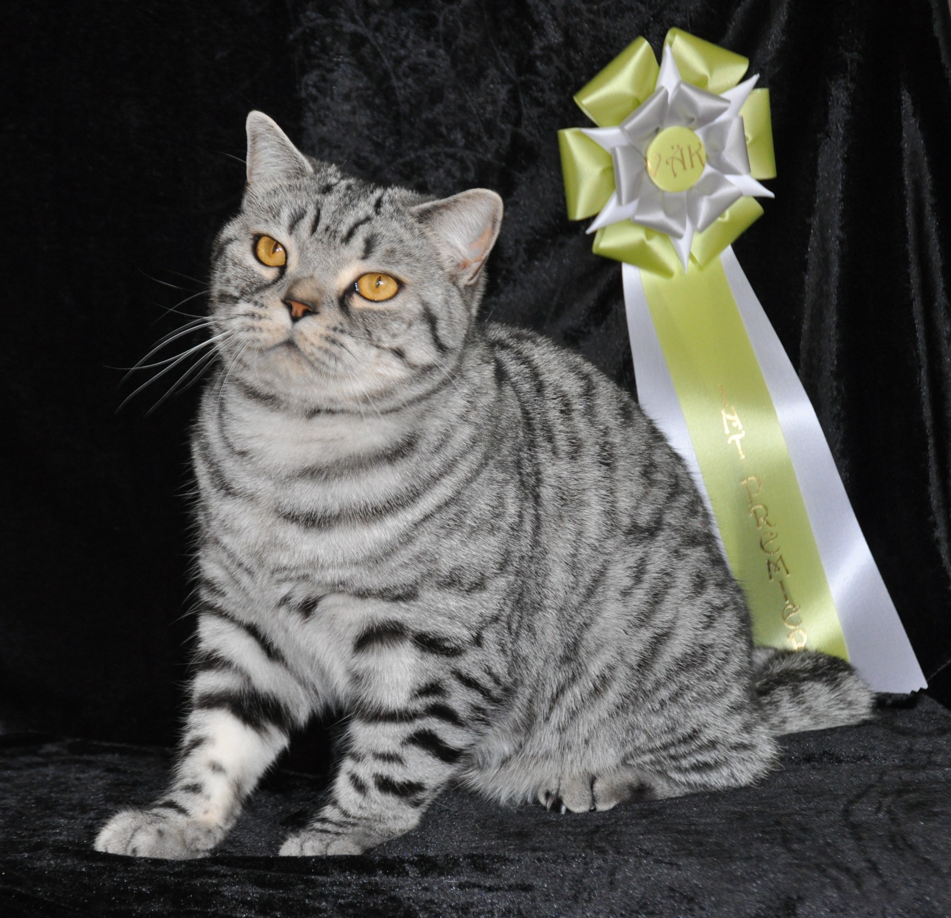 IP Lady Mary's Silver Quinn