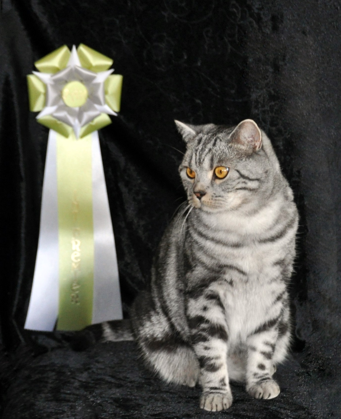 IP Lady Mary's Silver Rubin