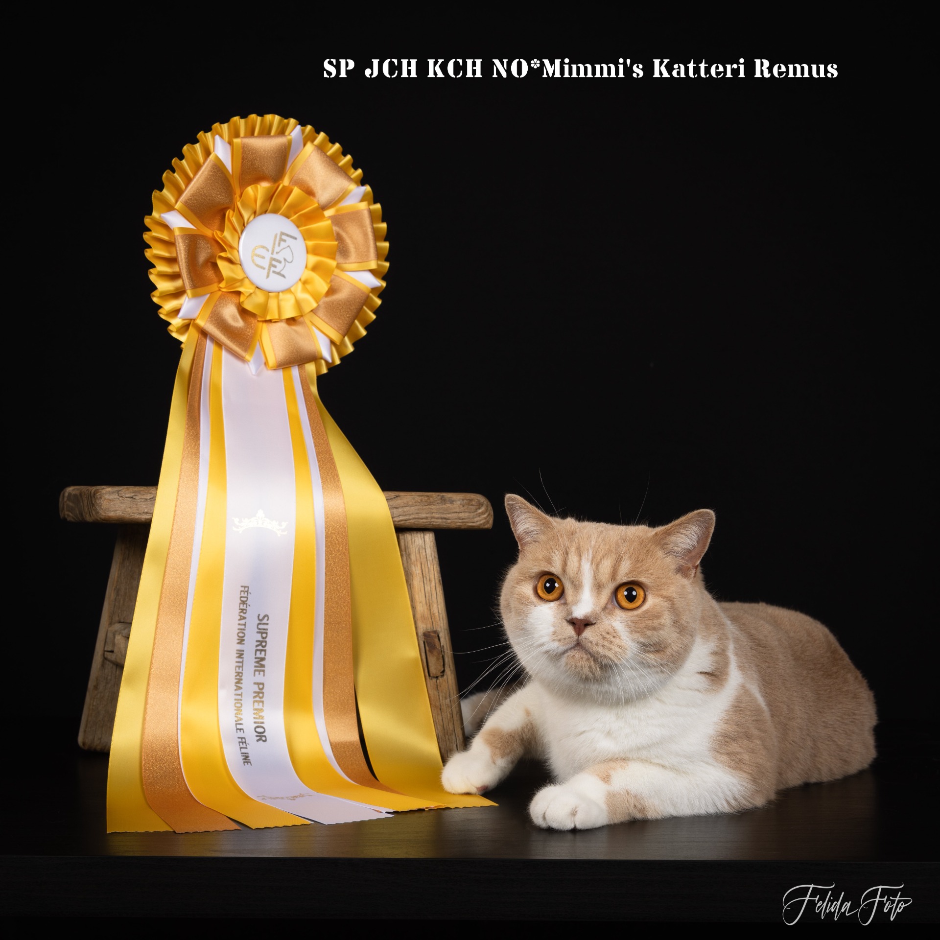 SP JCH KCH NO*Mimmi`s Katteri Remus - BSH e 03