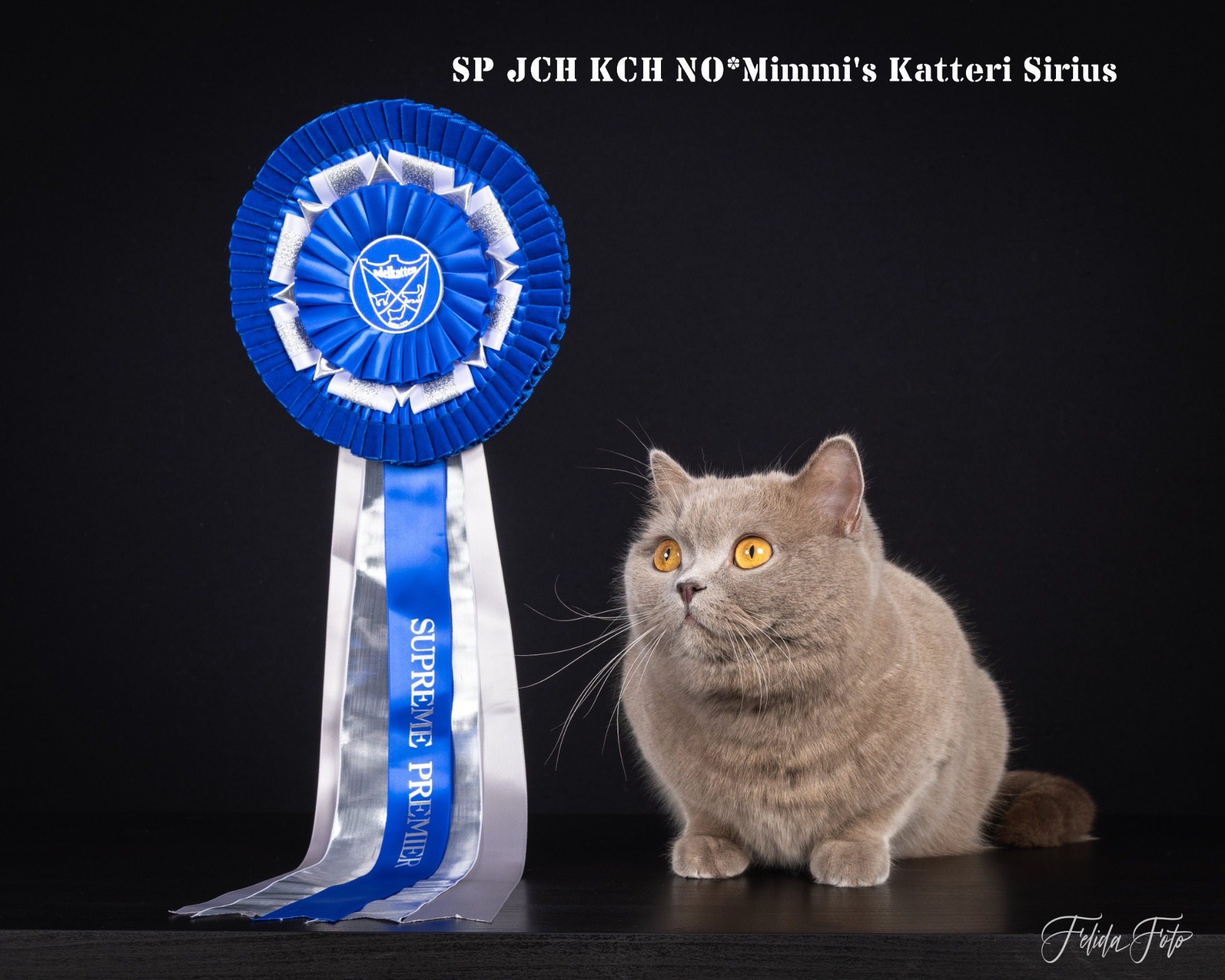 SP JCH KCH NO*Mimmi`s Katteri Sirius - BSH c