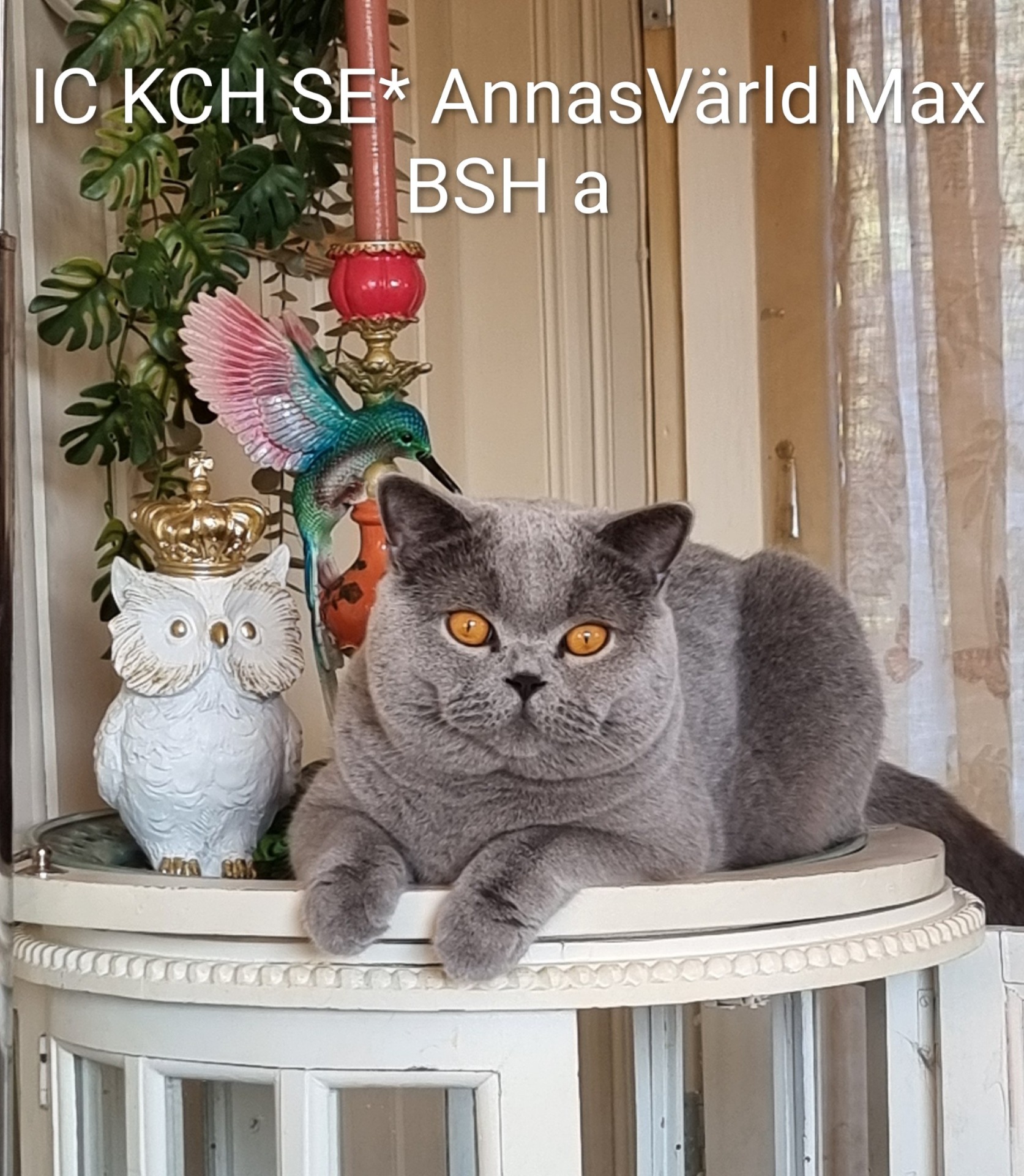 IC KCH SE*AnnasVärld Max - BSH a