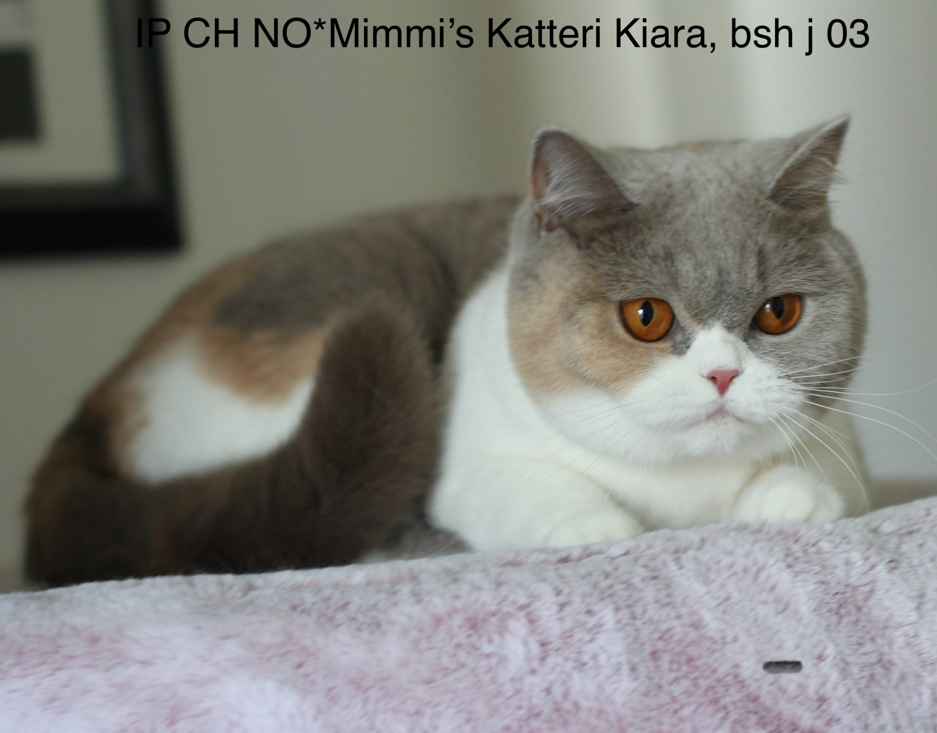 IP CH NO*Mimmi's Katteri Kiara - BSH j 03