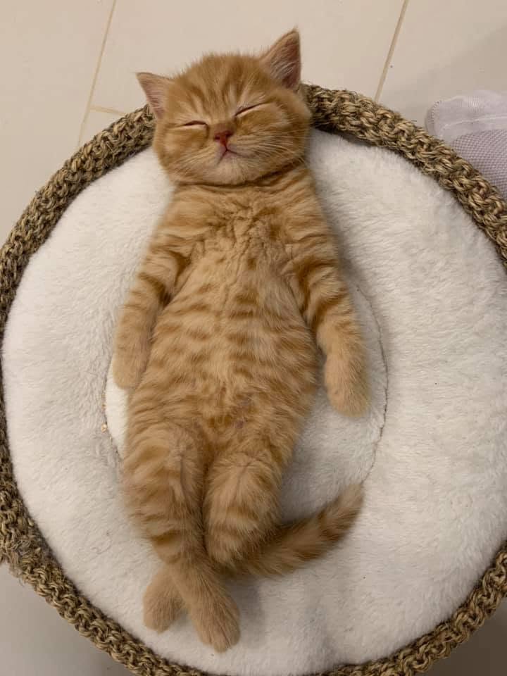 NO*Mimmi’s Katteri Mufasa - BSH d