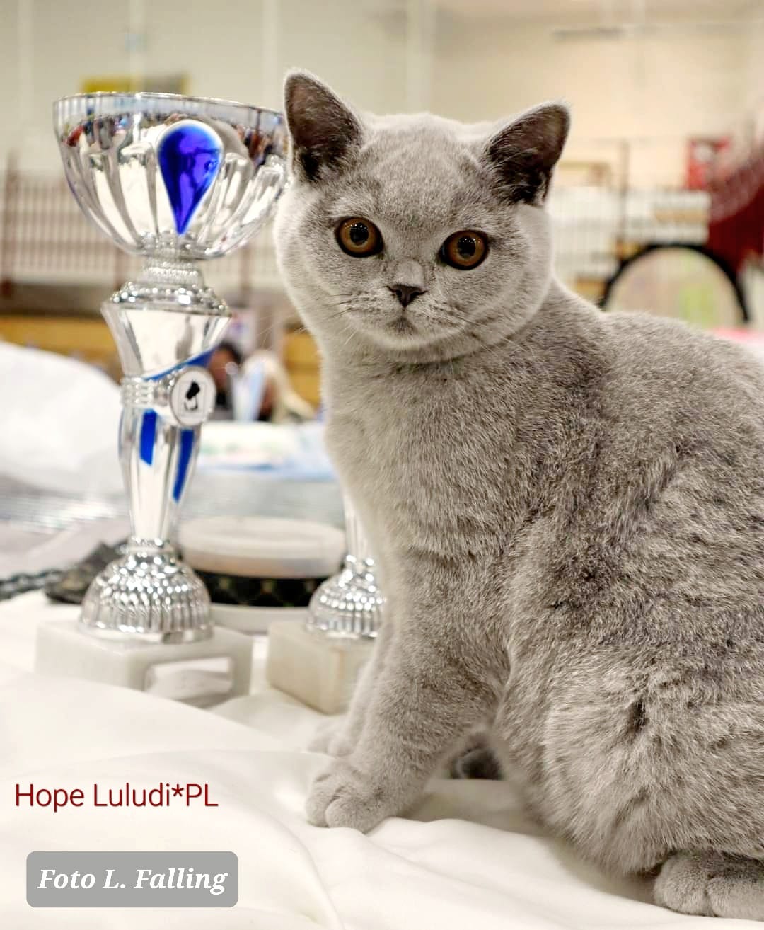 Hope Luludi PL* - BSH a