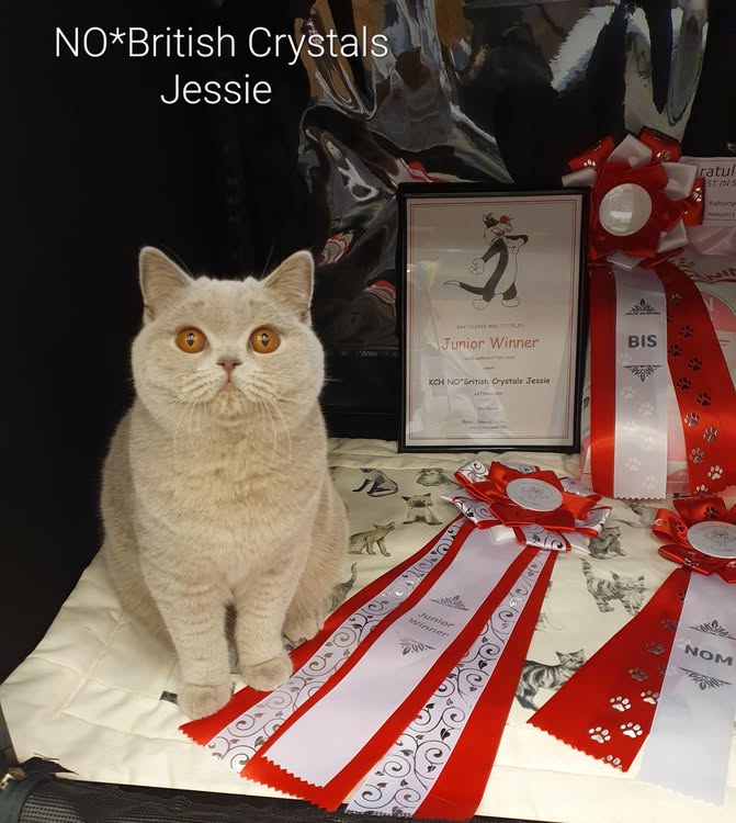 NO*British Crystals Jessie - BSH c - lilla. Tittel dato 12.09.2026