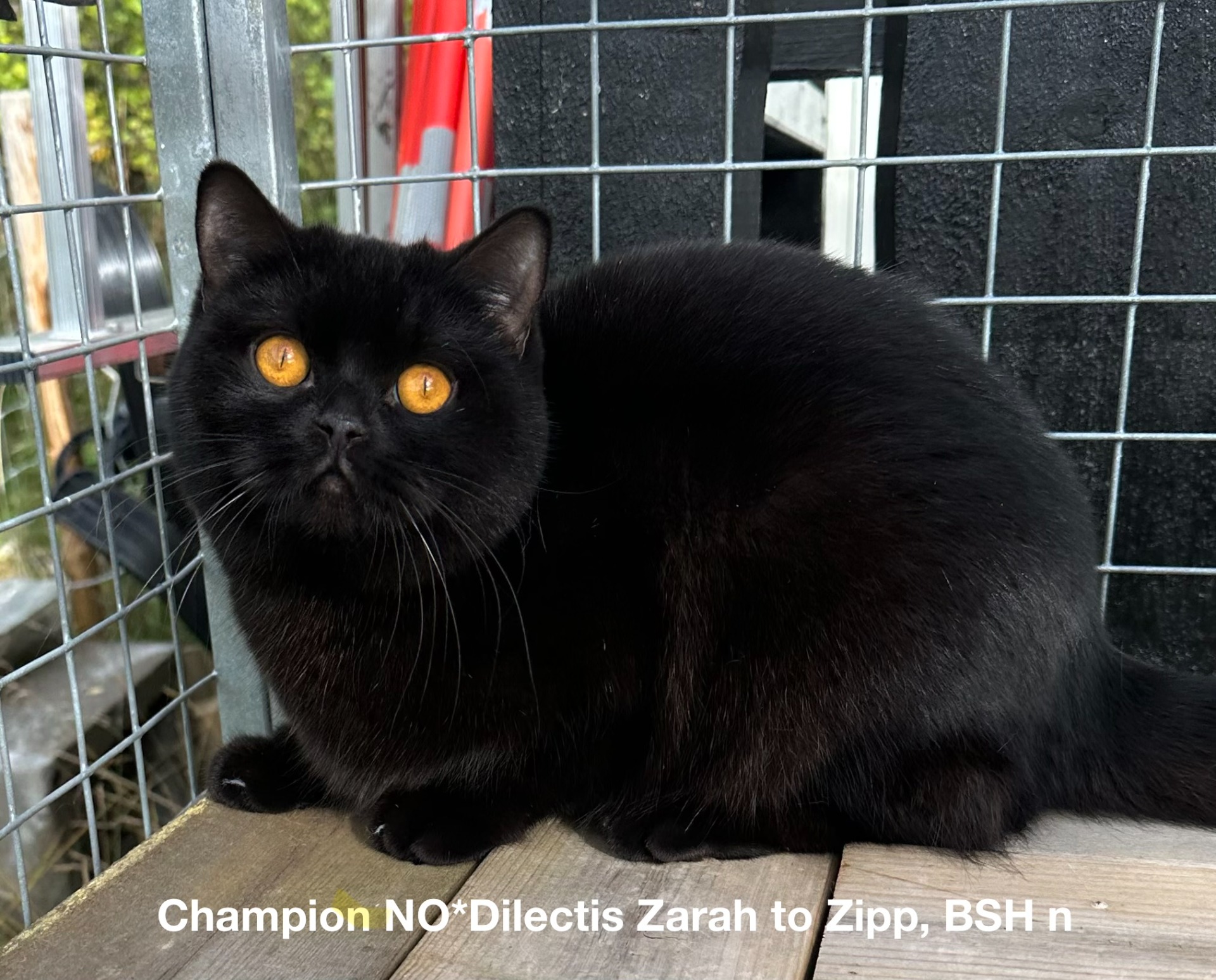 NO*Dilectis Zarah to Zipp - BSH n - Titteldato: 12.09.2026
