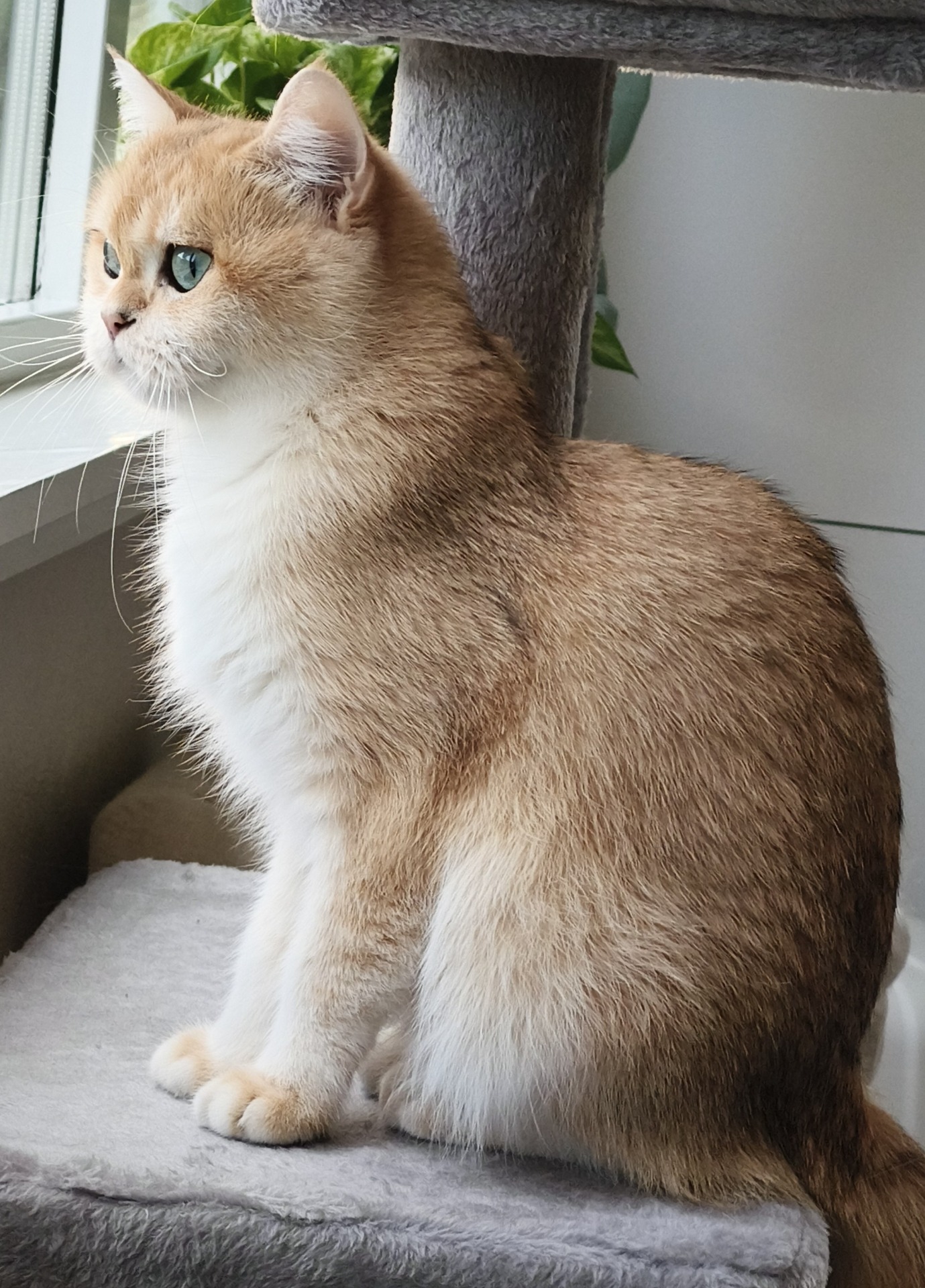 CH DK Miss Rosen`s Golden Feronia - BSH nu 11