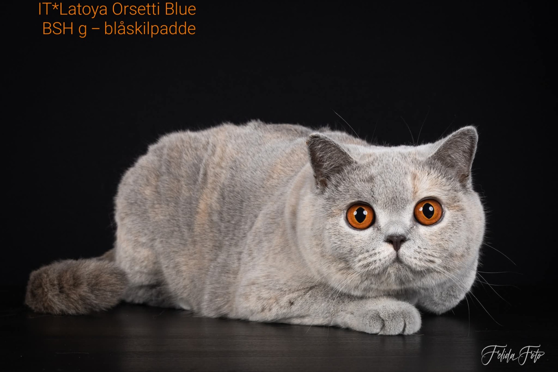 GIC IT*Latoya Orsetti Blue - BSH g