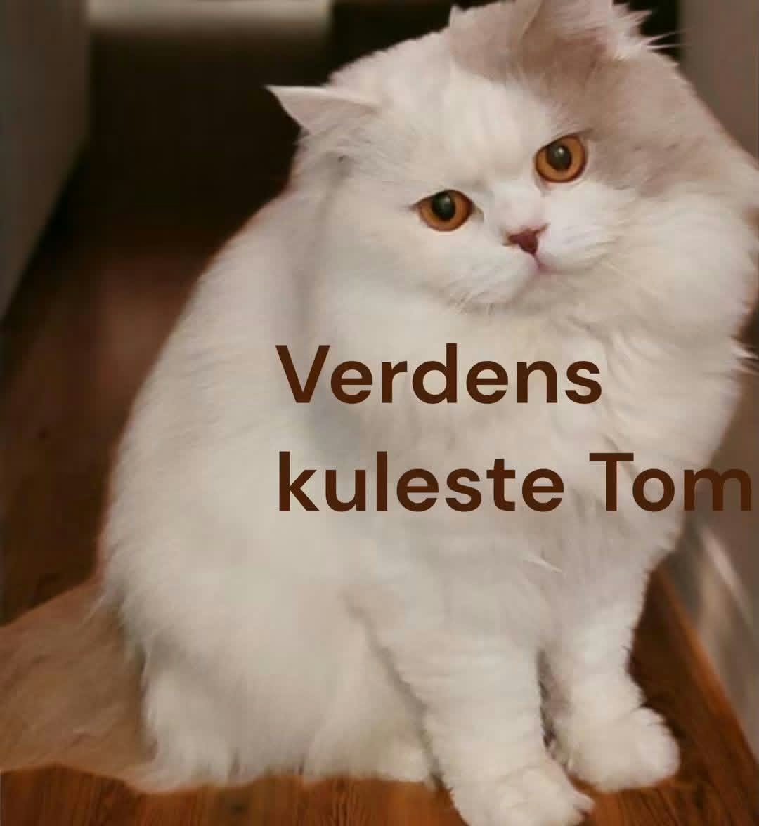 KCH Verdens kuleste Tom av Ramsdal - BLH c 02 62