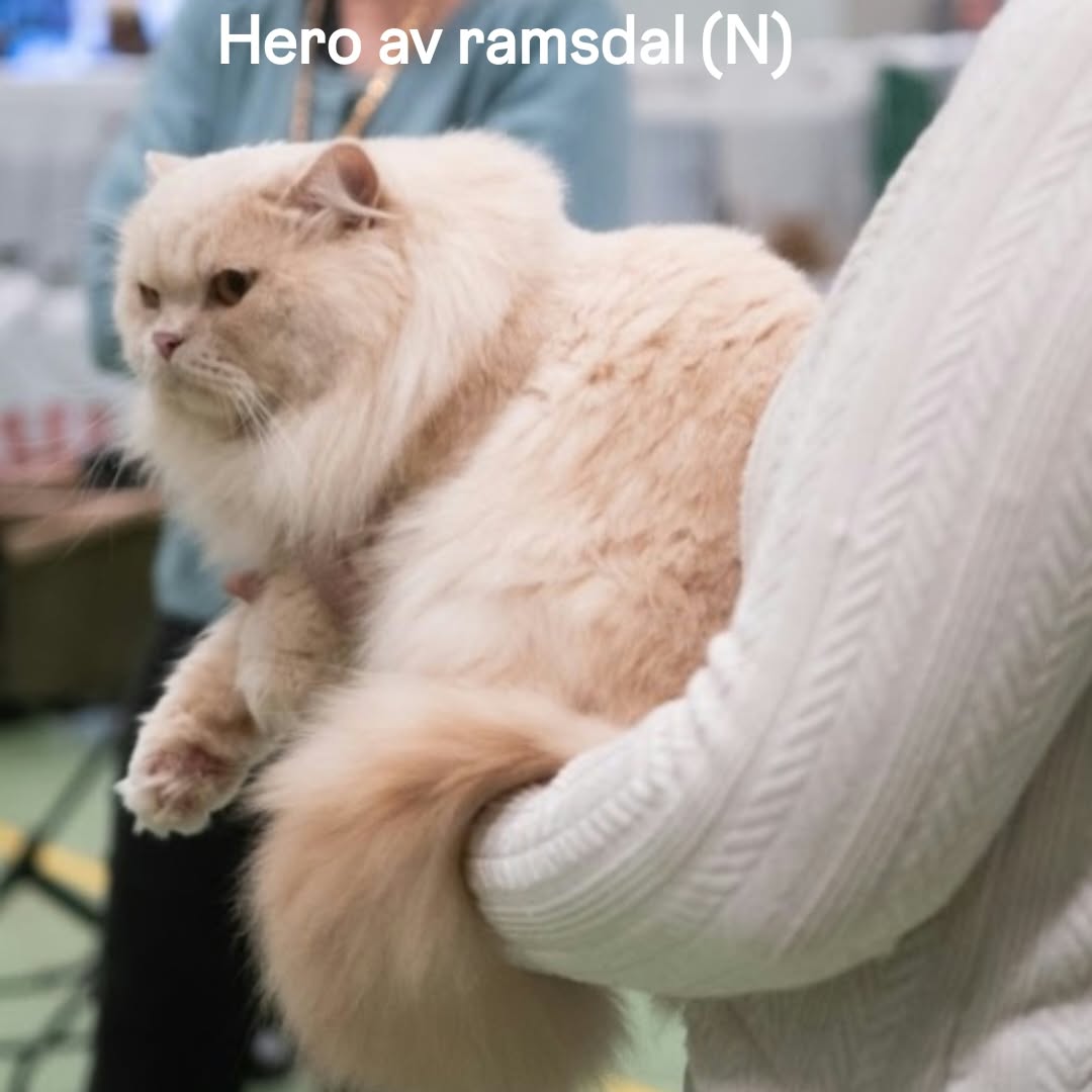 Hero av Ramsdal (N) - BLH e