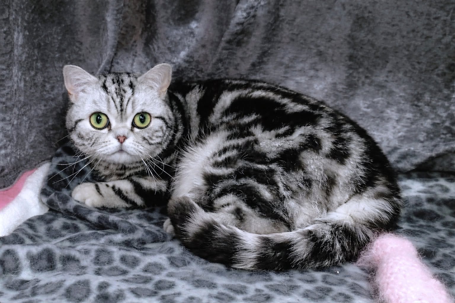 SP Olivia de Bellissimo DSM - BSH ns 22 64