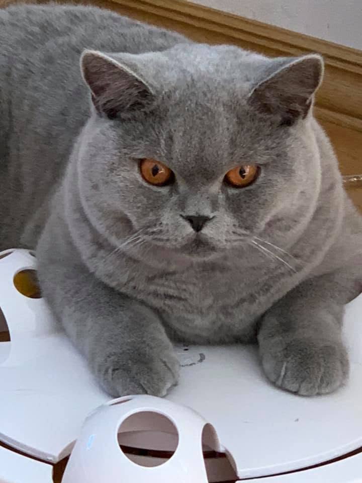 PR NO*Mimmis Katteri Teddy