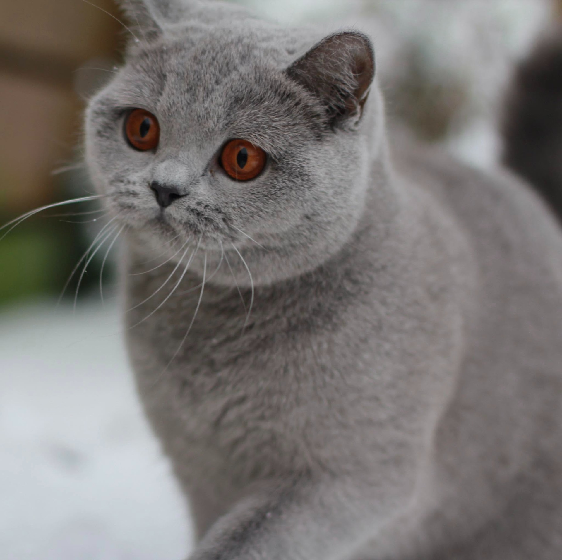 PR IC Mimmi`s Katteri Rosa - BSH a