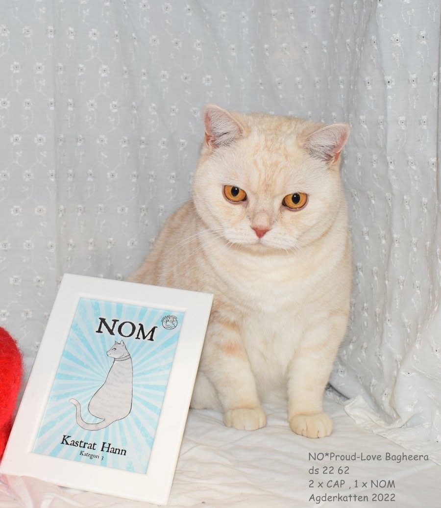 IP NO*Proud-Love Bagheera - BSH es 22 62