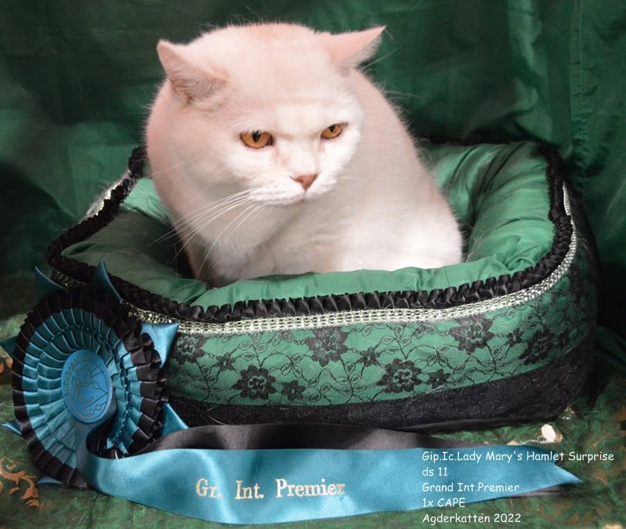 GIP IC Lady Mary`s Hamlet Surprise - BSH ds 11