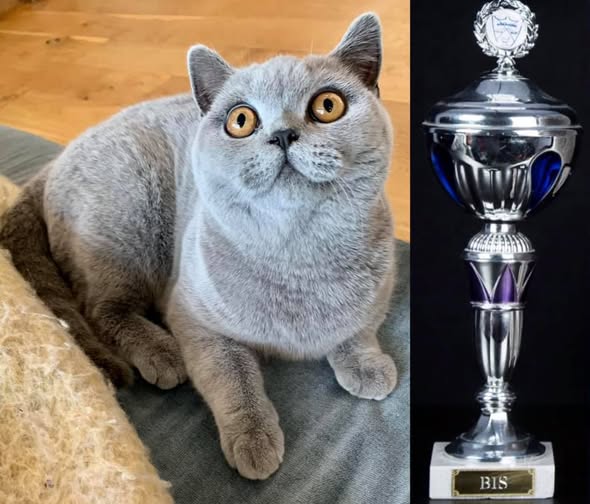 NO*Mimmi`s Katteri Xena JW - BSH a
