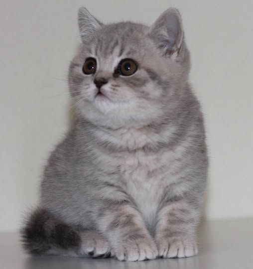 CH NO*Mimmi`s Katteri Qlaira - BSh a 24
