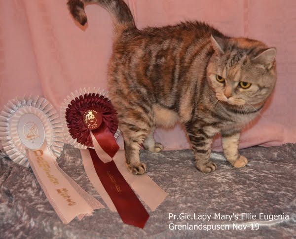 PR IC Lady Mary`s Ellie Eugenia - BSH fs 22 62