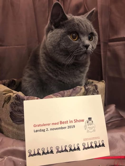 NO*Mimmi`s Katteri Roxy - BSH a