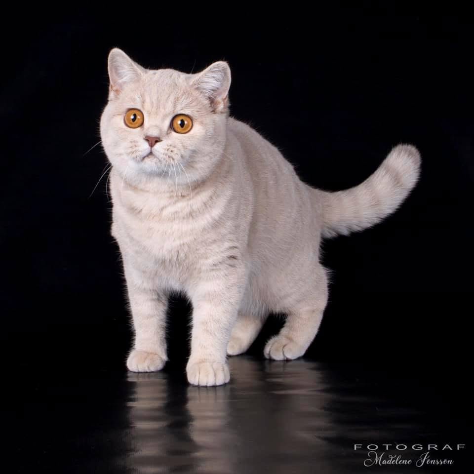 NO*Mimmi`s Katteri Qi Qi - BSH c 24