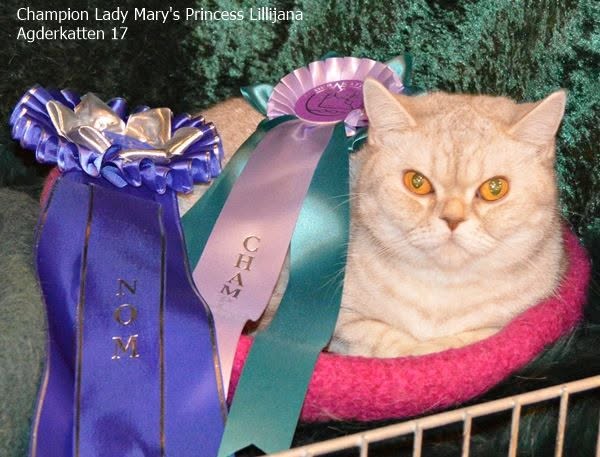 Lady Mary`s Princess Lillijana - BSH js 24 62