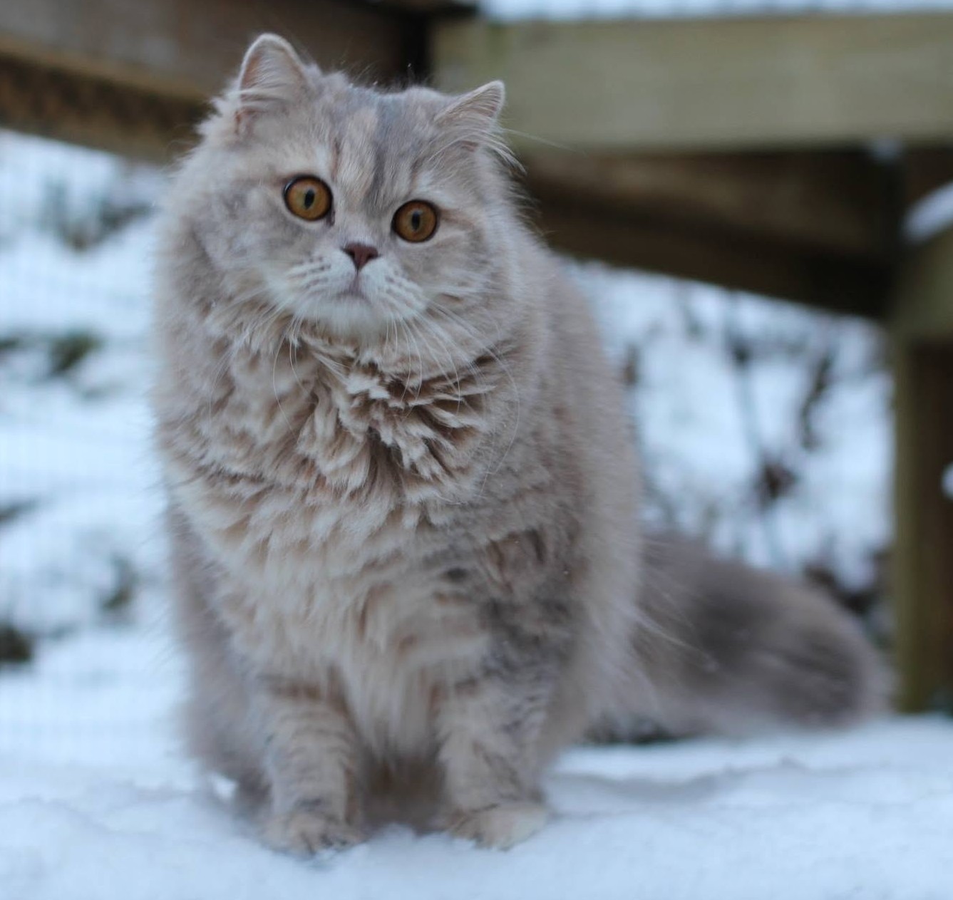 CH NO*Mimmi's Katteri Kitty - BLH g 22