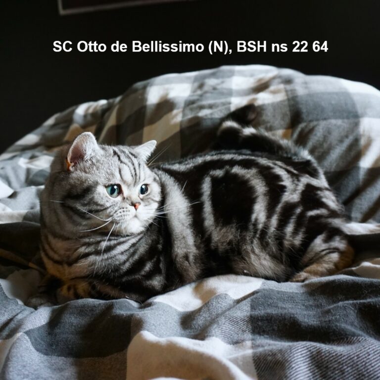 SC Otto de Bellissimo (N) - BSH ns 22 64 Titteldato: 23.08.2025