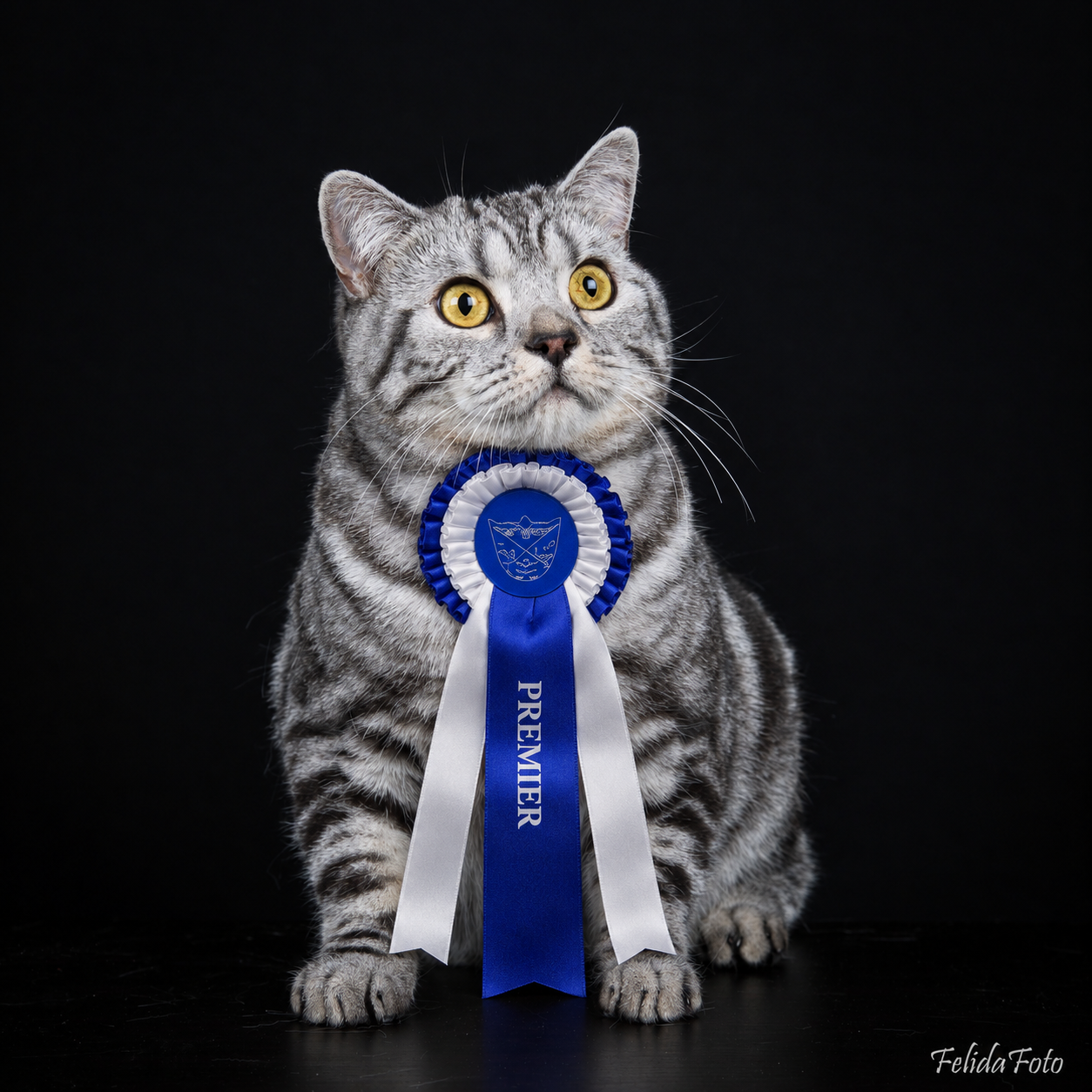 IP IC Lady Mary's Silver Rubin - BSH ns 22 62 Titteldato: 02.12.2018