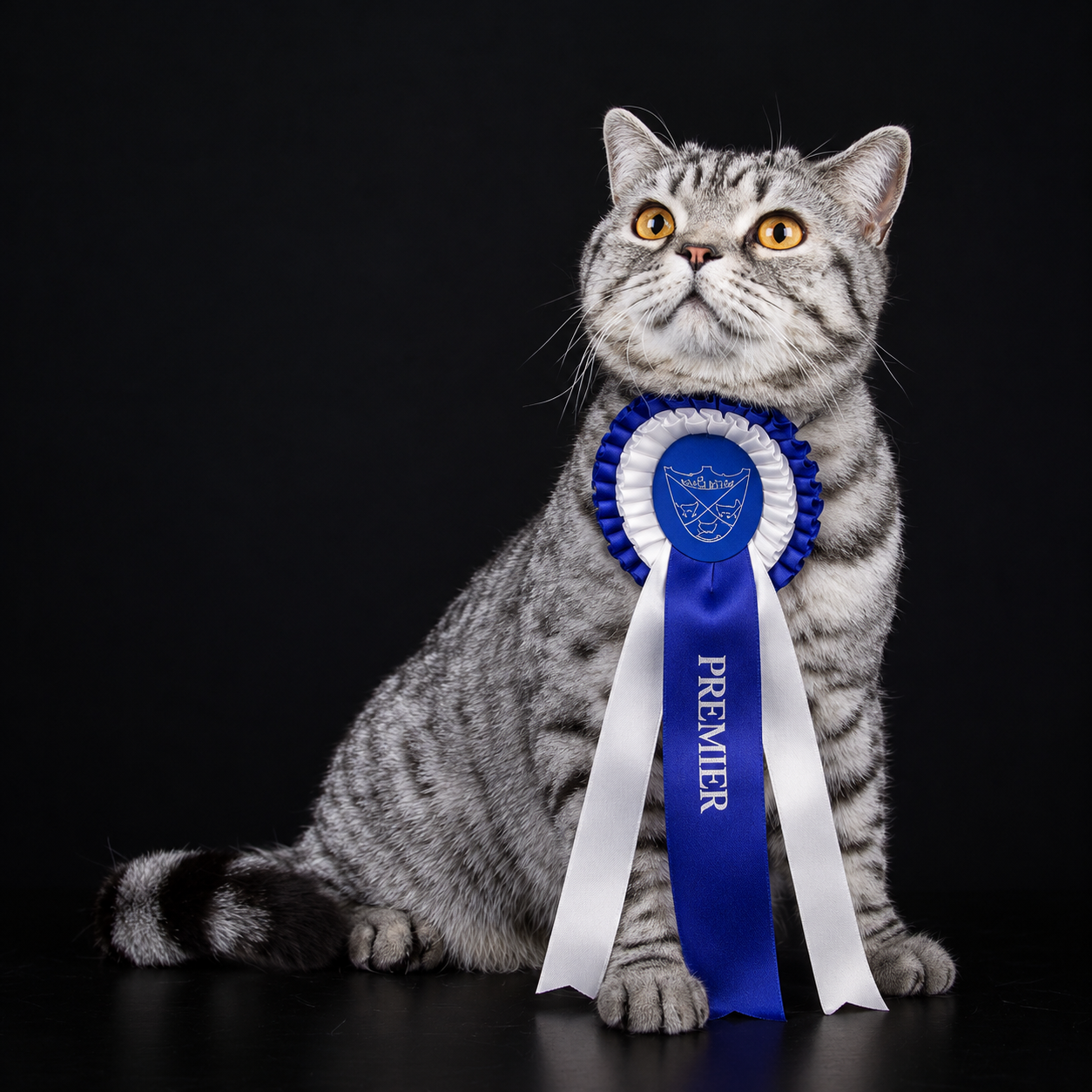 IP IC Lady Mary's Silver Quinn - BSH ns 24 62 Titteldato: 02.12.2018